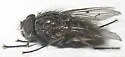Helina rufitibia - photo 3
