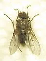 Helina rufitibia - photo 4