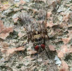Helina sexmaculata