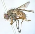 Helina troene