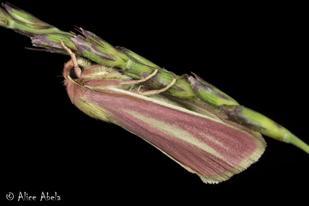 Heliocheilus julia - Hodges#11075 - photo 2