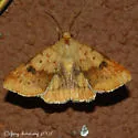 Spotted Straw Moth - Hodges#11073.1