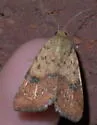 Spotted Straw Moth - Hodges#11073.1 - photo 3
