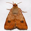 Spotted Straw Moth - Hodges#11073.1 - photo 4