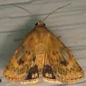 Paradoxical Grass Moth - Hodges#11074