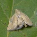 Paradoxical Grass Moth - Hodges#11074 - photo 2
