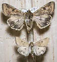 Paradoxical Grass Moth - Hodges#11074 - photo 3