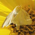 Paradoxical Grass Moth - Hodges#11074 - photo 4