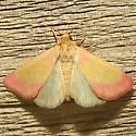 Heliocheilus toralis - Hodges#11076