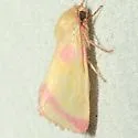 Heliocheilus toralis - Hodges#11076 - photo 2