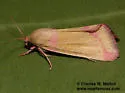 Heliocheilus toralis - Hodges#11076 - photo 3