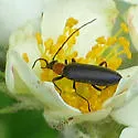 Heliocis repanda - Heliocis repanda
