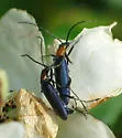 Heliocis repanda - photo 2