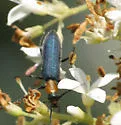 Heliocis repanda - photo 3