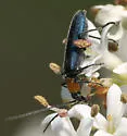Heliocis repanda - photo 4