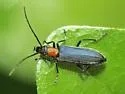 Heliocis repanda - photo 5