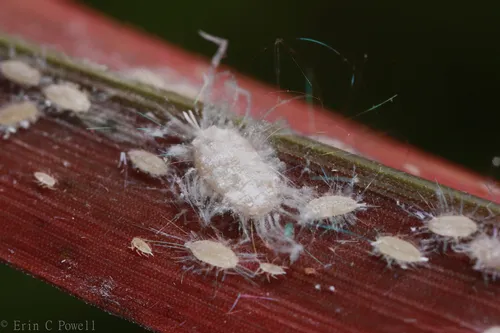 Heliococcus novovillei