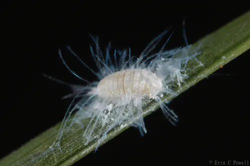 Heliococcus summervillei
