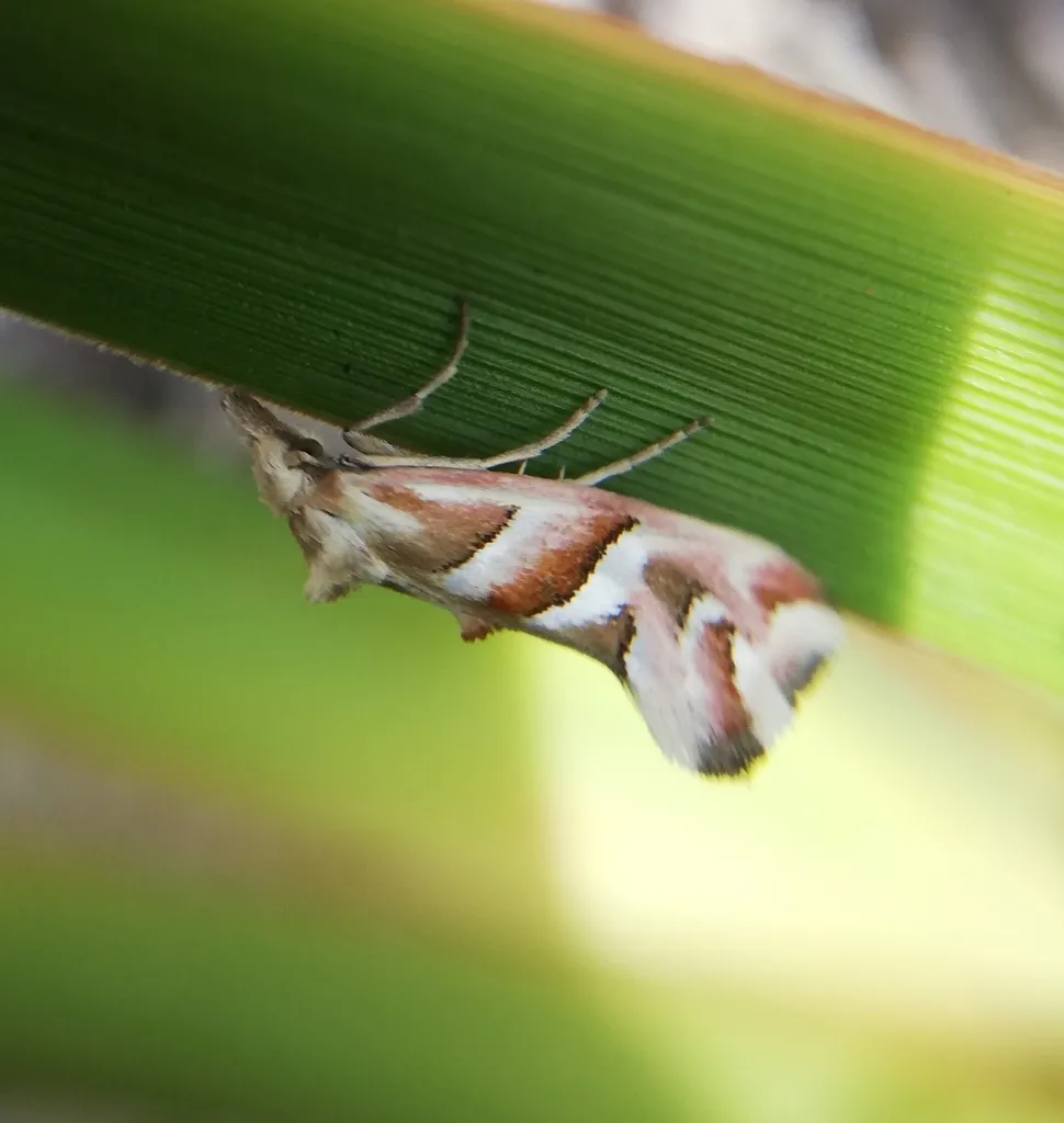 Heliocosmidae - photo 2