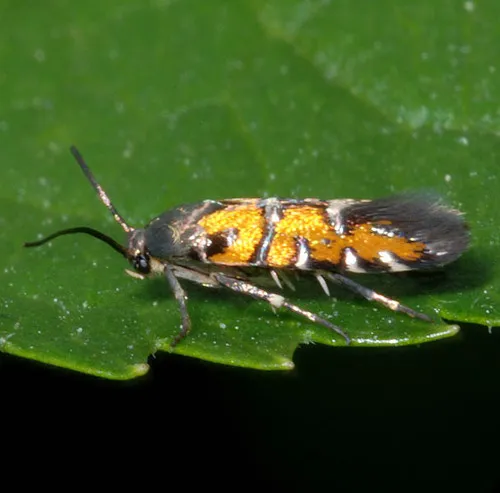 Heliodines roesella