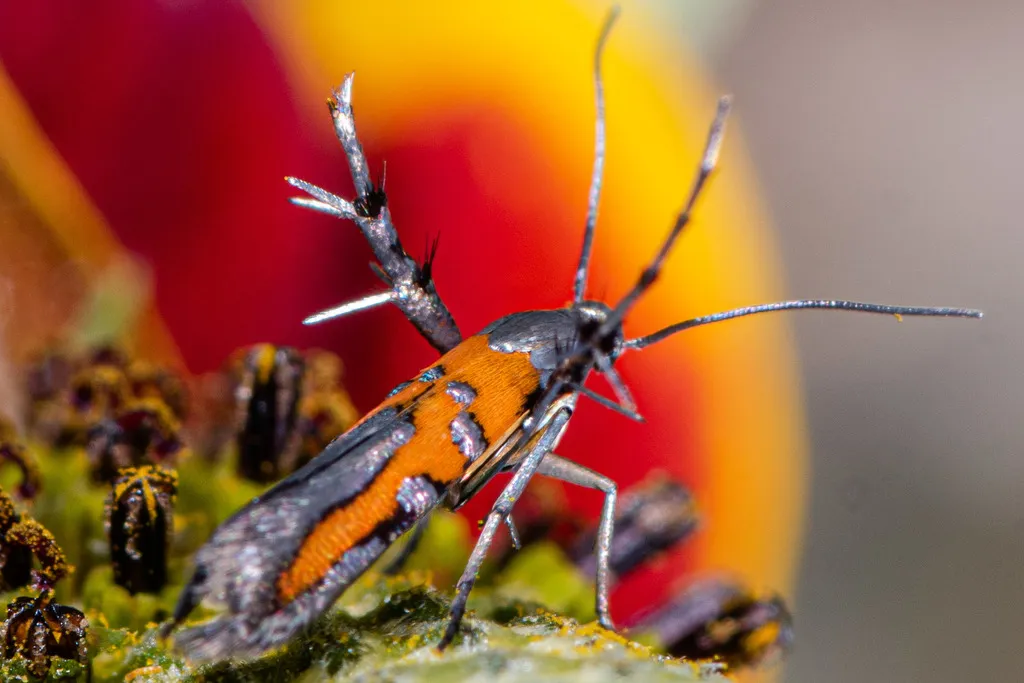 Sun Moths - photo 3