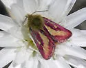 Heliolonche carolus - Hodges#11208