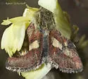 Heliolonche joaquinensis - Hodges#11210.1