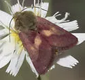 Heliolonche joaquinensis - Hodges#11210.1 - photo 2