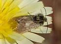Heliolonche joaquinensis - Hodges#11210.1 - photo 4
