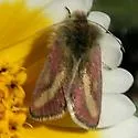 Heliolonche modicella - Hodges#11207