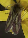 Heliolonche modicella - Hodges#11207 - photo 2
