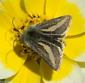 Heliolonche modicella - Hodges#11207 - photo 3