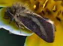 Heliolonche modicella - Hodges#11207 - photo 4