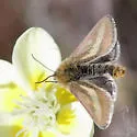 Heliolonche modicella - Hodges#11207 - photo 5