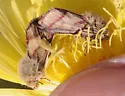 Heliolonche pictipennis - Hodges#11210