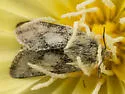 Heliolonche pictipennis - Hodges#11210 - photo 2