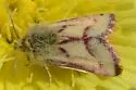 Heliolonche pictipennis - Hodges#11210 - photo 3