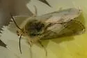Heliolonche pictipennis - Hodges#11210 - photo 4