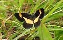 Rare Spring Moth - Hodges#6263