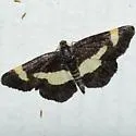 Rare Spring Moth - Hodges#6263 - photo 2