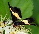 Rare Spring Moth - Hodges#6263 - photo 4