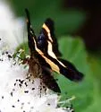Rare Spring Moth - Hodges#6263 - photo 5