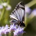 Alana White-Skipper - Hodges#3974.1