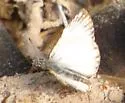 Alana White-Skipper - Hodges#3974.1 - photo 2