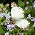 Laviana White-Skipper - Hodges#3972