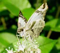 Laviana White-Skipper - Hodges#3972 - photo 2