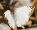 Laviana White-Skipper - Hodges#3972 - photo 3