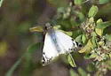 Laviana White-Skipper - Hodges#3972 - photo 4