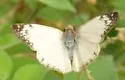Laviana White-Skipper - Hodges#3972 - photo 5