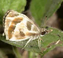 Turk's-Cap White-Skipper - Hodges#3973